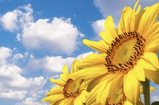 高考送向日葵啥意思