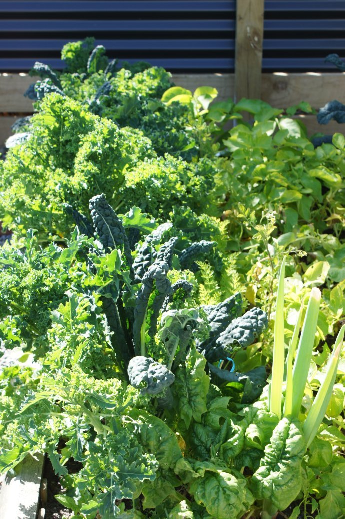 边缘叶的边缘叶