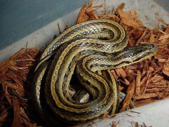 这个是什么蛇种？