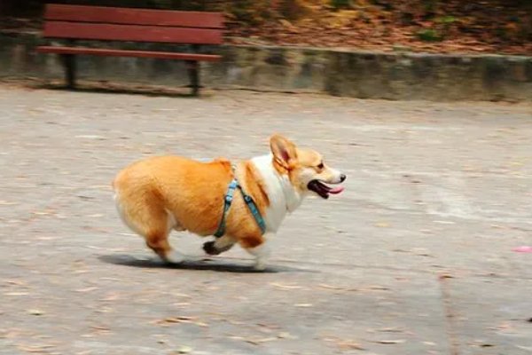 追的拼音怎么写