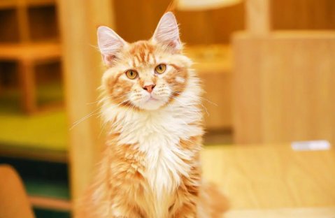 人和动物交流的软件叫什么