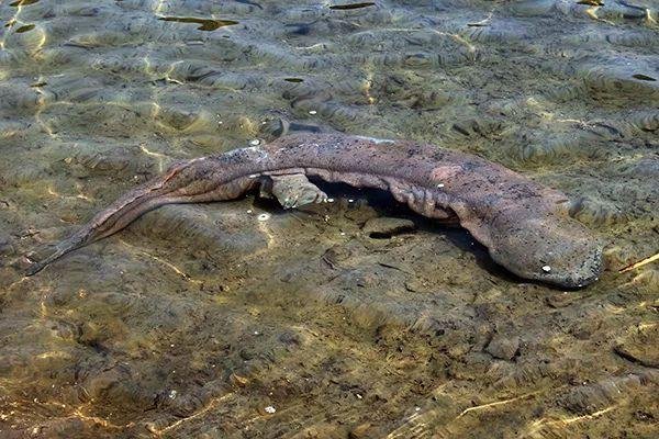 宁夏发现1.3米超50岁野生娃娃鱼，娃娃鱼的寿命是多久？