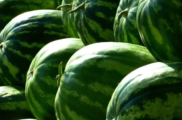 挑西瓜底部圆圈大点好还是小点好