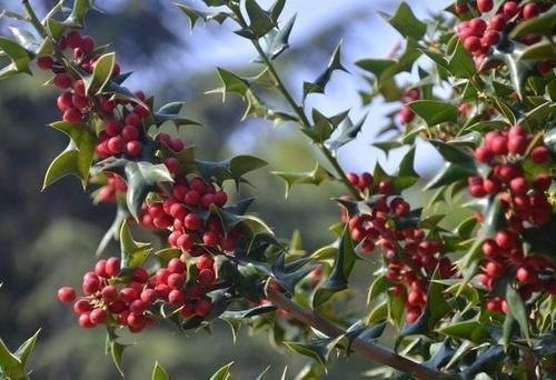 园林树种分为哪些类型呢？