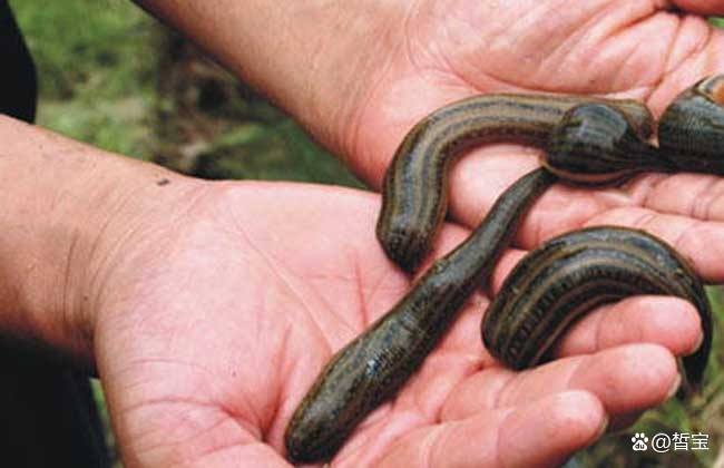 农村老人说，野外捉过山峰的时候带上几只蚂蝗，这是什么意思？