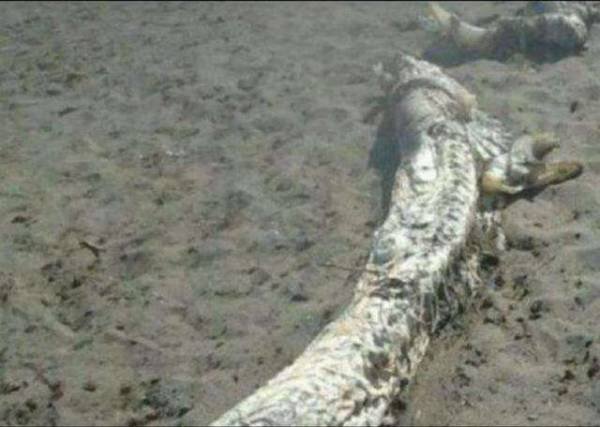 历史上有关于目击龙的真实报道吗？