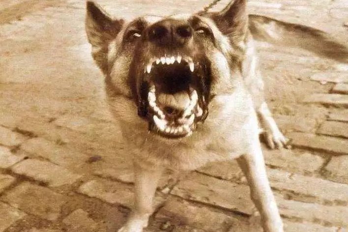 狺狺狂吠的意思