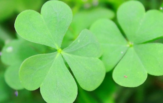 为什么三叶草和四叶草的区别这么大？