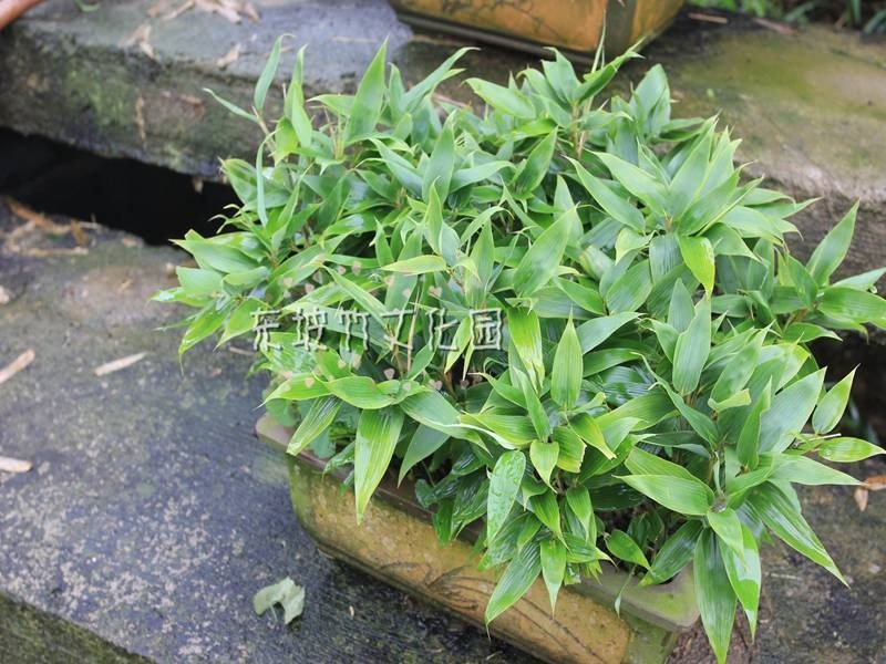 竹铃的生物学特性