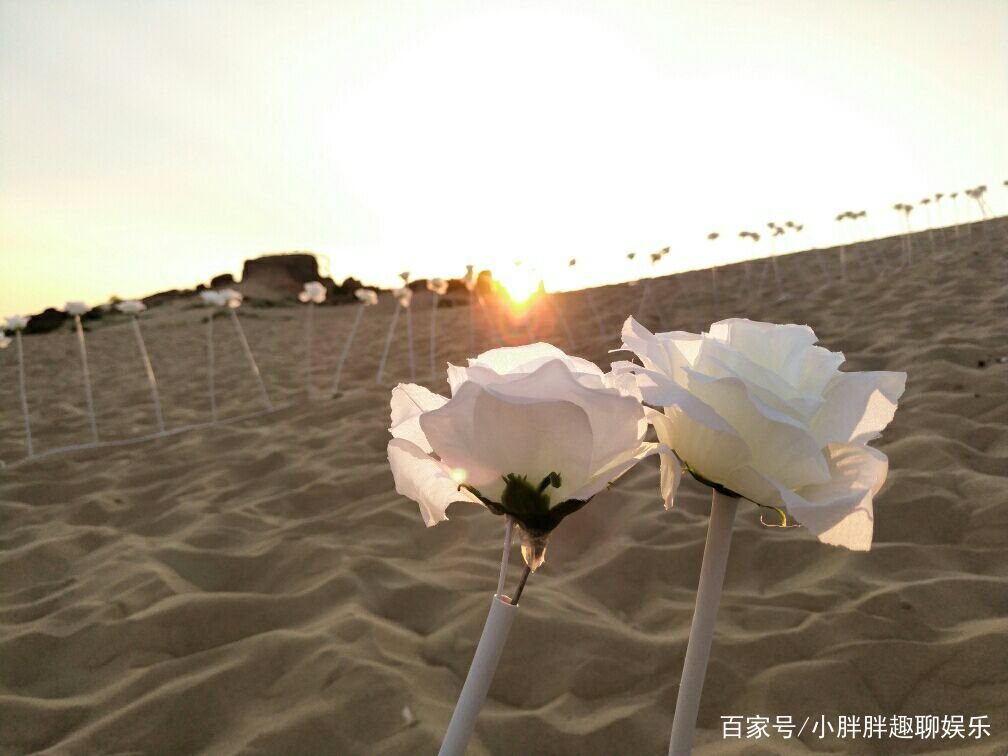 震撼人心《沙漠之花》，究竟讲了些什么？