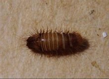 什么是黑皮蠹？