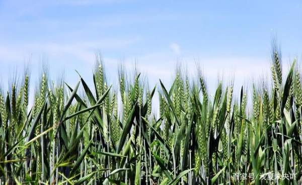 20201年几点打春