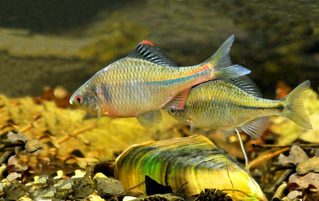 鳜的拼音怎么读