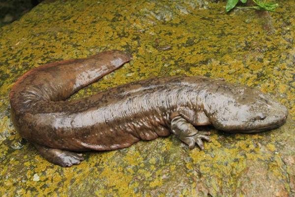 宁夏发现1.3米超50岁野生娃娃鱼，娃娃鱼的寿命是多久？