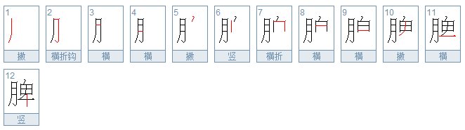 脾字的笔顺怎么写
