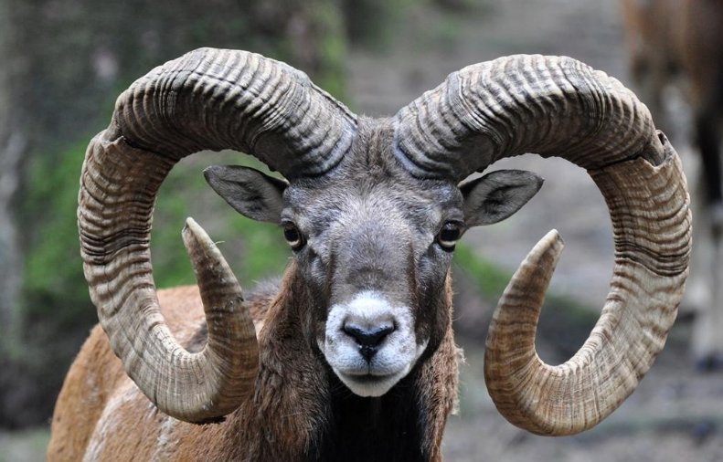 犄角和掎角的区别