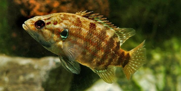 鳜的拼音怎么读