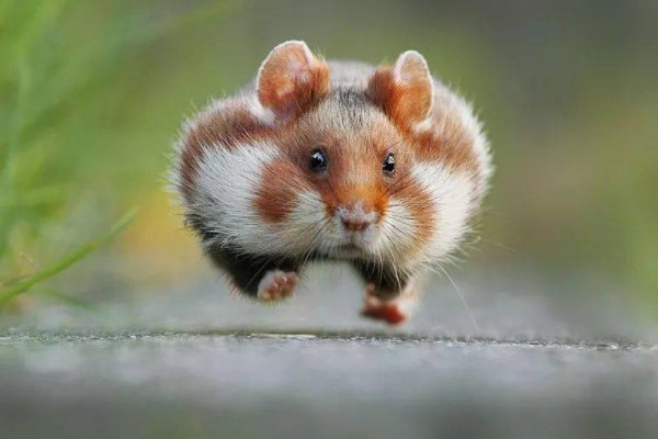 动物分为哪四大类