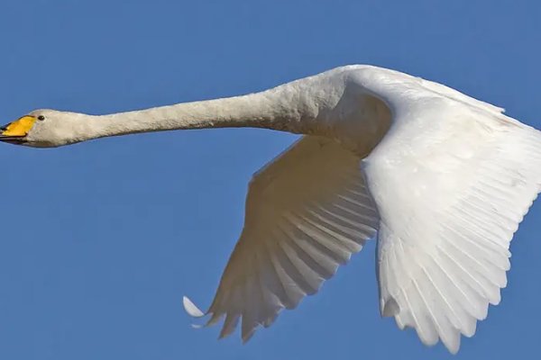 鸿鹄拼音怎么读