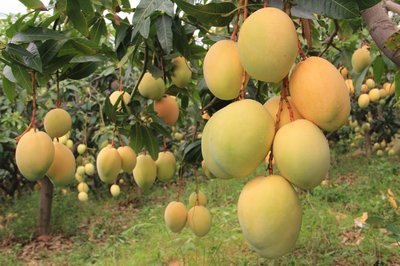 两颗芒果卖出1.2万元，究竟是什么芒果价值如此高？