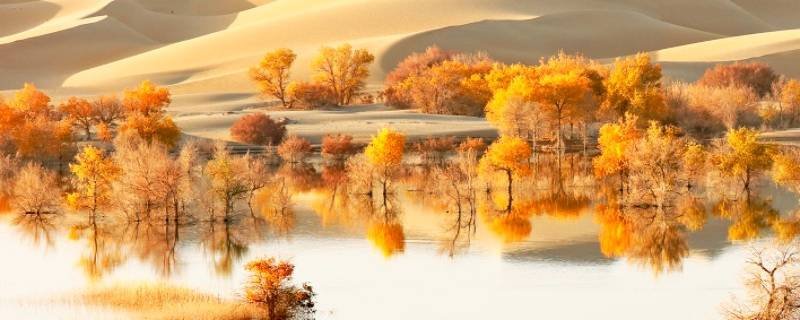 沙漠英雄指的是