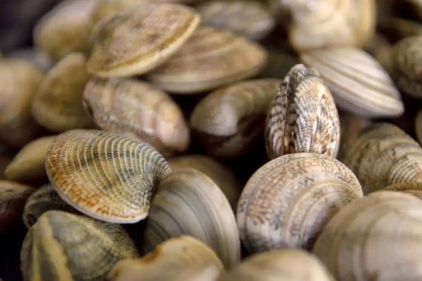小贝壳叫什么海鲜