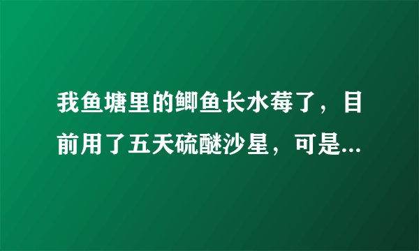 我鱼塘里的鲫鱼长水莓了，目前用了五天硫醚沙星，可是还不见好转，想请教下专家我需要怎么做？