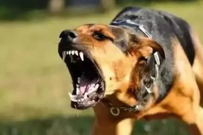 狺狺狂吠的意思