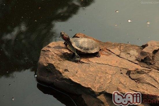 巴西龟的眼睛肿了，是什么情况？