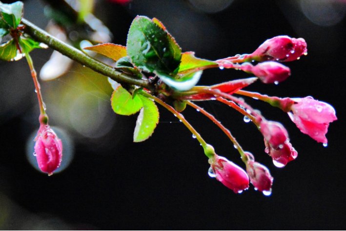 春风化雨润物无声的意思