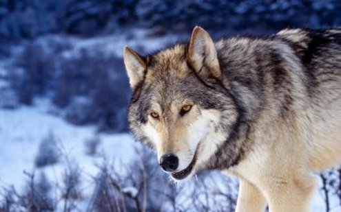 狼这种动物用什么量词？一只狼？一头狼？一 条狼？还是一匹狼