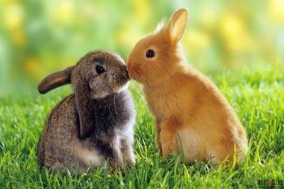 后生可畏打一生肖