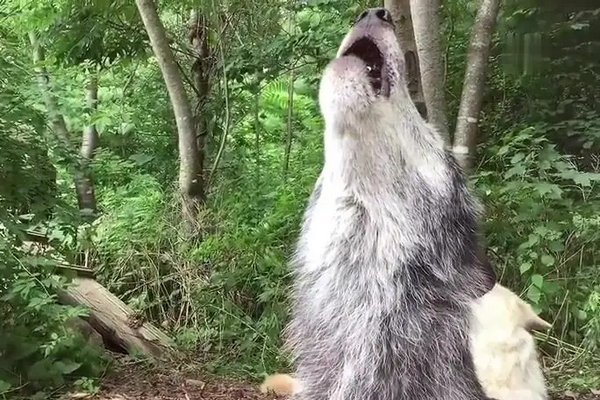 鬼哭狼嚎的意思