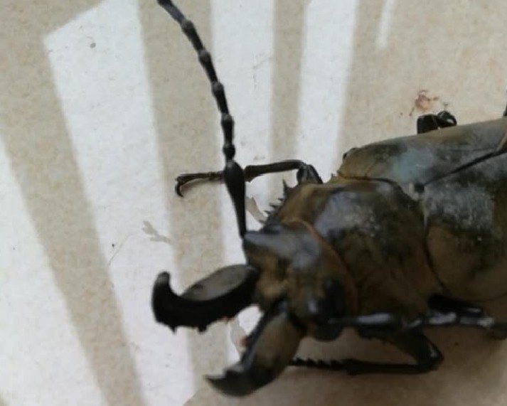 家里有很小的黑甲虫怎么去除