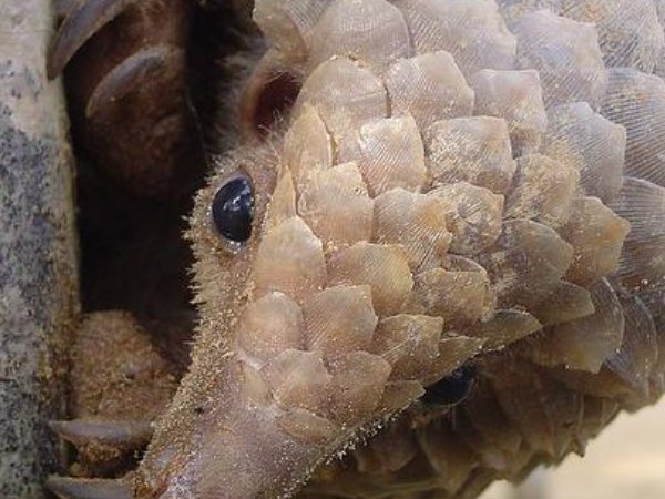 猜一猜:穿山甲会用哪种“妙招”捕 食蚂蚁