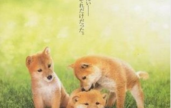 找一部日本秋田犬电影，地震题材的。