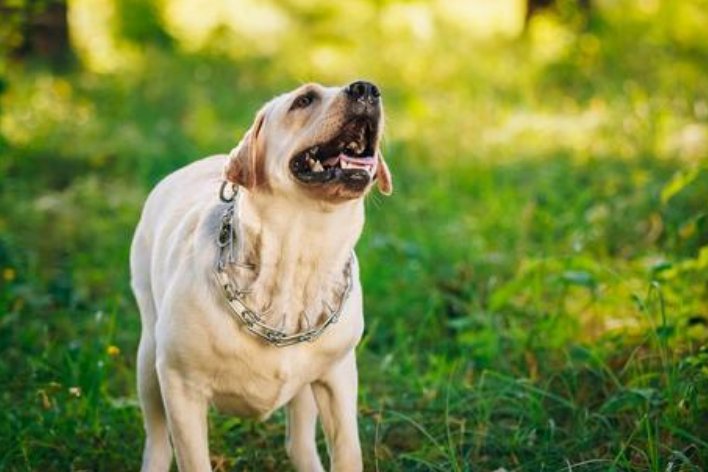 狺狺狂吠的意思