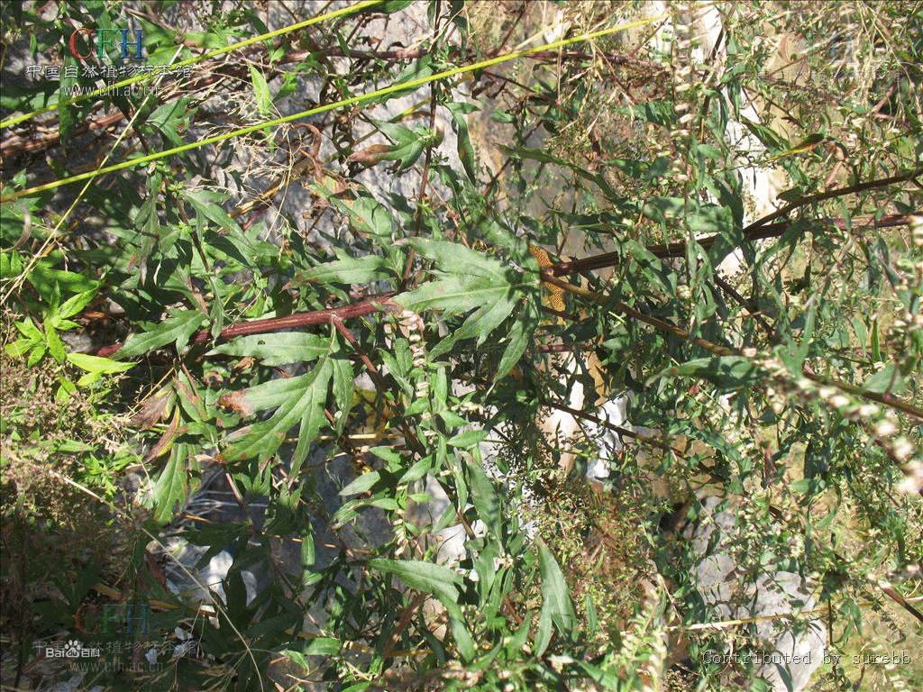 魁蒿的药用价值