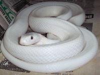 锦鳞蚦是啥东西