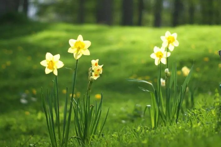 盎然生意的意思