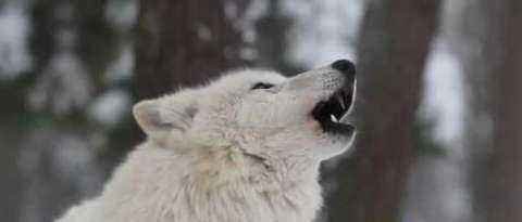 嗷嗷是什么意思？