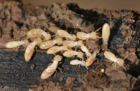 墙里面有咯吱咯吱的声音是什么原因？