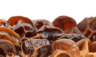 松耳是什么，松耳是什么植物