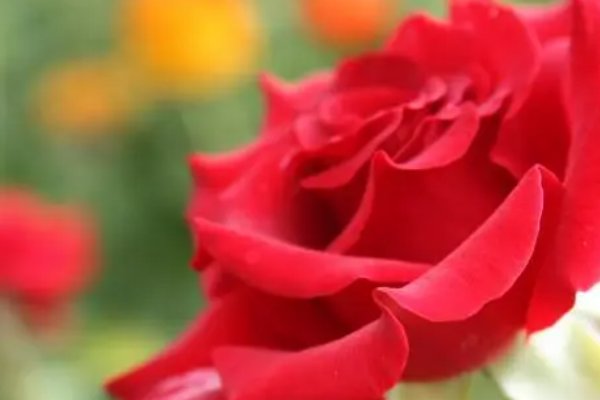 一我们和地球-你知道吗?玫瑰最早并不是花名,而是一种美食宝石题目来源-答答星