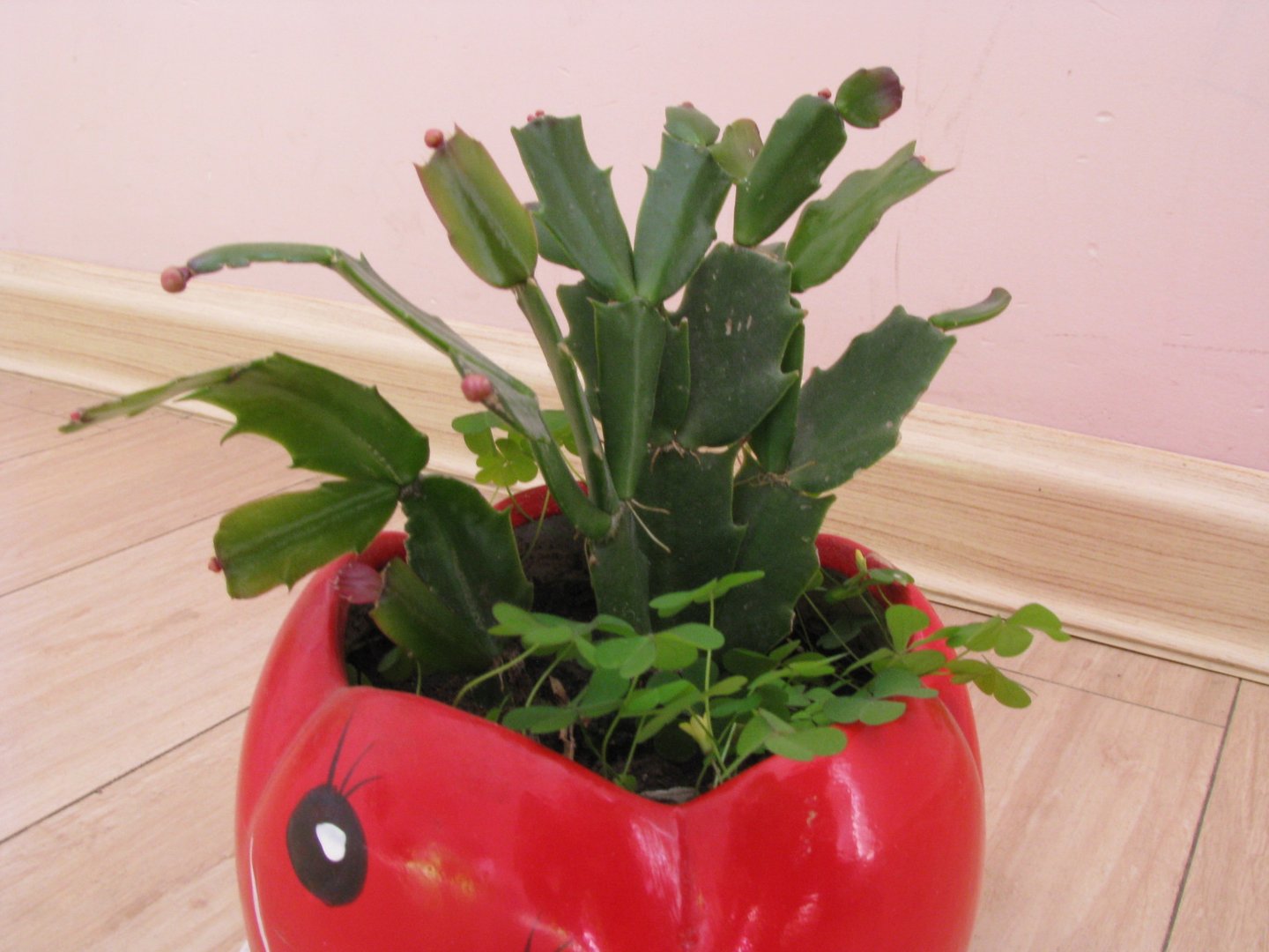 毛蟹爪莲的毛蟹爪兰简介