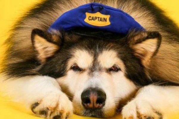 狗血淋头的意思