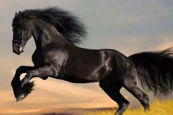 种马是什么意思