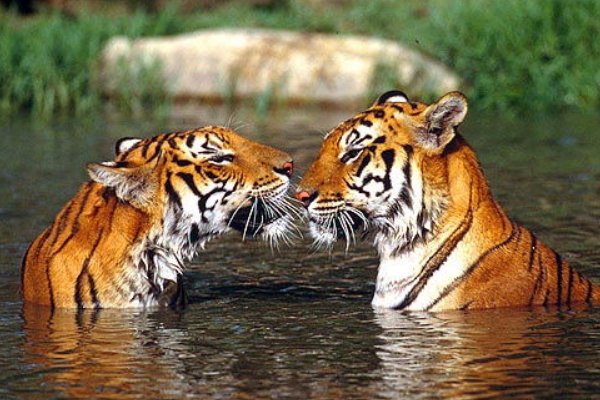 败寇成王打一正确生肖动物