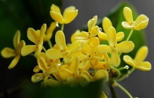 何须浅碧轻红色自是花中第一流花是什么花？