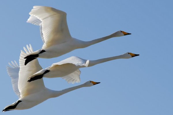 鸿鹄拼音怎么读